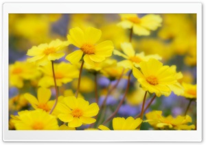 Desert Flowers Carrizo Plain National Monument California Ultra HD Wallpaper for 4K UHD Widescreen desktop, tablet & smartphone