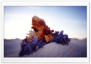 Desert Rose Ultra HD Wallpaper for 4K UHD Widescreen desktop, tablet & smartphone