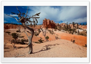 Desert Tree Shadow Ultra HD Wallpaper for 4K UHD Widescreen desktop, tablet & smartphone