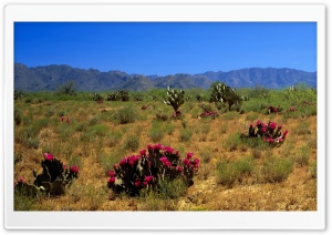 Desert Vegetation 11 Ultra HD Wallpaper for 4K UHD Widescreen desktop, tablet & smartphone