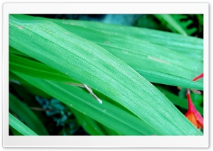 Dew Ultra HD Wallpaper for 4K UHD Widescreen desktop, tablet & smartphone