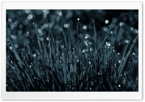 Dew Bokeh Ultra HD Wallpaper for 4K UHD Widescreen desktop, tablet & smartphone