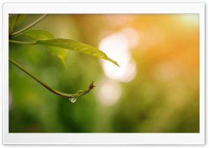 Dew drop Ultra HD Wallpaper for 4K UHD Widescreen desktop, tablet & smartphone