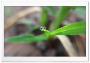 dew drop on leaf Ultra HD Wallpaper for 4K UHD Widescreen desktop, tablet & smartphone