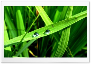 dew drops Ultra HD Wallpaper for 4K UHD Widescreen desktop, tablet & smartphone