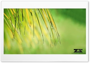 Dew Drops Ultra HD Wallpaper for 4K UHD Widescreen desktop, tablet & smartphone