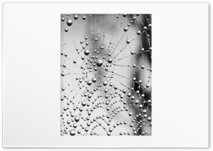 Dew Drops On Spider Web Ultra HD Wallpaper for 4K UHD Widescreen desktop, tablet & smartphone