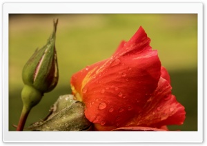 Dew Flower Ultra HD Wallpaper for 4K UHD Widescreen desktop, tablet & smartphone