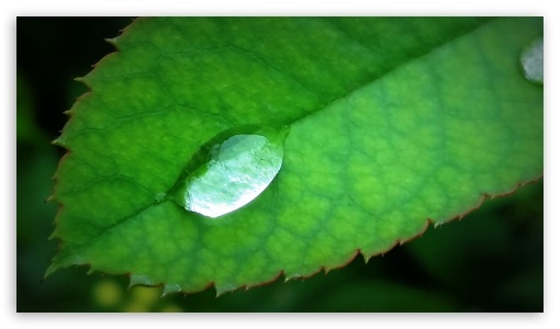 Dew in a Leaf 2 UltraHD Wallpaper for 8K UHD TV 16:9 Ultra High Definition 2160p 1440p 1080p 900p 720p ; Mobile 16:9 - 2160p 1440p 1080p 900p 720p ;