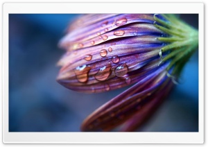 Dew Macro Ultra HD Wallpaper for 4K UHD Widescreen desktop, tablet & smartphone