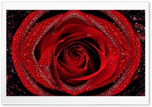 Dew On Red Rose Ultra HD Wallpaper for 4K UHD Widescreen desktop, tablet & smartphone