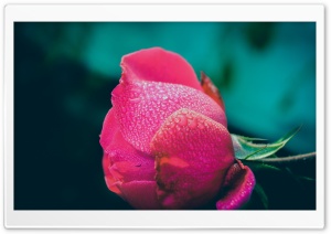 Dew on Rose Ultra HD Wallpaper for 4K UHD Widescreen desktop, tablet & smartphone