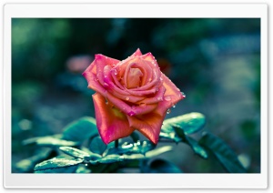 Dew On Rose Petals Ultra HD Wallpaper for 4K UHD Widescreen desktop, tablet & smartphone
