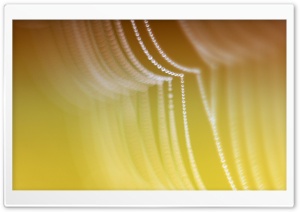 Dew On Spider Web Ultra HD Wallpaper for 4K UHD Widescreen desktop, tablet & smartphone