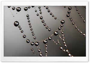Dew on Spiderweb Ultra HD Wallpaper for 4K UHD Widescreen desktop, tablet & smartphone