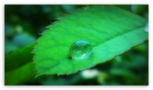 Dew On The Leaf UltraHD Wallpaper for 8K UHD TV 16:9 Ultra High Definition 2160p 1440p 1080p 900p 720p ; Mobile 16:9 - 2160p 1440p 1080p 900p 720p ;