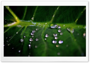 Diamonds On A Green Leaf Ultra HD Wallpaper for 4K UHD Widescreen desktop, tablet & smartphone