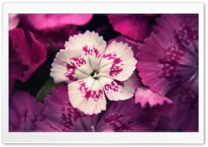 Different Ultra HD Wallpaper for 4K UHD Widescreen desktop, tablet & smartphone