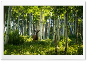 Doe, Aspen Forest Ultra HD Wallpaper for 4K UHD Widescreen desktop, tablet & smartphone