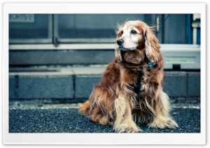 Dog Ultra HD Wallpaper for 4K UHD Widescreen desktop, tablet & smartphone