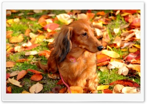 dog Ultra HD Wallpaper for 4K UHD Widescreen desktop, tablet & smartphone