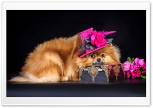 dog 9 Ultra HD Wallpaper for 4K UHD Widescreen desktop, tablet & smartphone