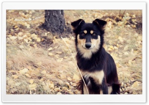 Dog, Autumn Leaves Ultra HD Wallpaper for 4K UHD Widescreen desktop, tablet & smartphone
