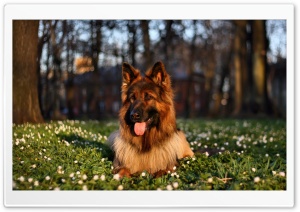 Dog Protruding Tongue Ultra HD Wallpaper for 4K UHD Widescreen desktop, tablet & smartphone