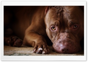 Dog Sadness Ultra HD Wallpaper for 4K UHD Widescreen desktop, tablet & smartphone