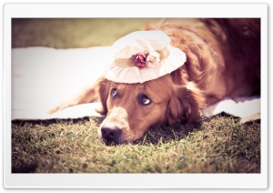 Dog With Hat Ultra HD Wallpaper for 4K UHD Widescreen desktop, tablet & smartphone
