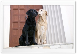 Dogs 74 Ultra HD Wallpaper for 4K UHD Widescreen desktop, tablet & smartphone