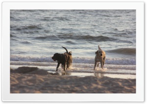 Dogs, Beach Ultra HD Wallpaper for 4K UHD Widescreen desktop, tablet & smartphone