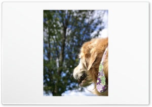 Dogs in Summer Ultra HD Wallpaper for 4K UHD Widescreen desktop, tablet & smartphone