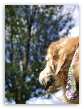 Dogs in Summer UltraHD Wallpaper for iPad 1/2/Mini ; Mobile 4:3 5:3 3:2 - UXGA XGA SVGA WGA DVGA HVGA HQVGA ( Apple PowerBook G4 iPhone 4 3G 3GS iPod Touch ) ;