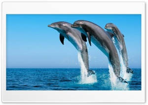 Dolphins Ultra HD Wallpaper for 4K UHD Widescreen desktop, tablet & smartphone