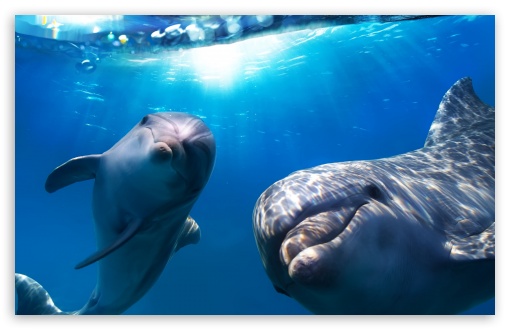 Download 21 deep-ocean-wallpaper-hd Underwater-Photos,-Ocean-Wildlife-Pictures,-Wallpapers-.jpg