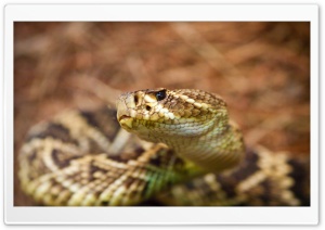 Don't Tease The Rattler Ultra HD Wallpaper for 4K UHD Widescreen desktop, tablet & smartphone
