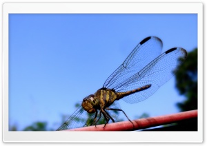 Dragonfly Ultra HD Wallpaper for 4K UHD Widescreen desktop, tablet & smartphone