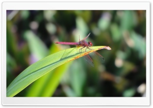Dragonfly - Kunj Pic Ultra HD Wallpaper for 4K UHD Widescreen desktop, tablet & smartphone