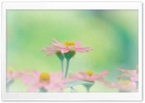 Dreamy Flowers Ultra HD Wallpaper for 4K UHD Widescreen desktop, tablet & smartphone