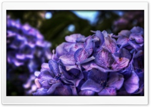 Dreamy Purple Flower Ultra HD Wallpaper for 4K UHD Widescreen desktop, tablet & smartphone