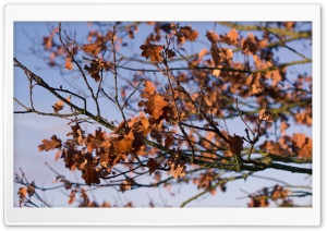 Dried Autumn Leaves Ultra HD Wallpaper for 4K UHD Widescreen desktop, tablet & smartphone