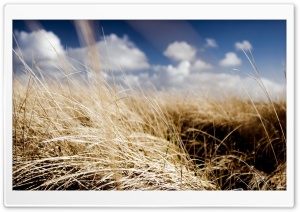 Dried Grass Field, Summer Ultra HD Wallpaper for 4K UHD Widescreen desktop, tablet & smartphone