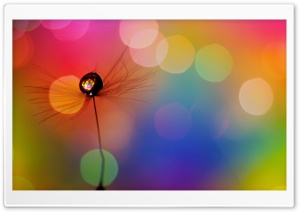 Drop In A Dandelion Seed Ultra HD Wallpaper for 4K UHD Widescreen desktop, tablet & smartphone