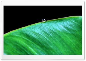 Drop Of Water On Leaf Ultra HD Wallpaper for 4K UHD Widescreen desktop, tablet & smartphone