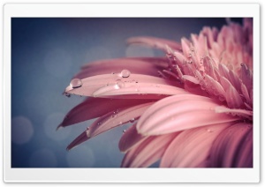 Drop On Pink Flower Macro Ultra HD Wallpaper for 4K UHD Widescreen desktop, tablet & smartphone