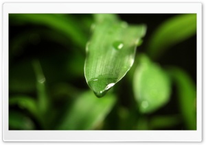 Droplet Ultra HD Wallpaper for 4K UHD Widescreen desktop, tablet & smartphone