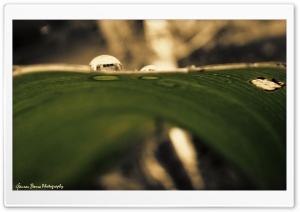 Droplet Ultra HD Wallpaper for 4K UHD Widescreen desktop, tablet & smartphone
