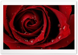 Droplets On A Rose Ultra HD Wallpaper for 4K UHD Widescreen desktop, tablet & smartphone