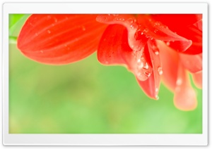 Drops On Beauty I Ultra HD Wallpaper for 4K UHD Widescreen desktop, tablet & smartphone